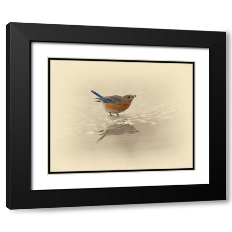 Blue Bird On Ice Black Modern Wood Framed Art Print with Double Matting by Brown, Jim