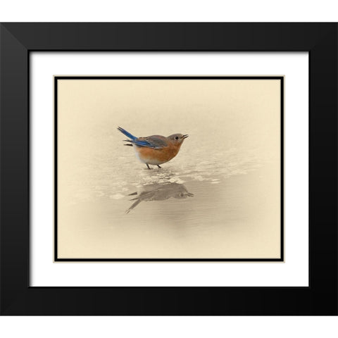 Blue Bird On Ice Black Modern Wood Framed Art Print with Double Matting by Brown, Jim
