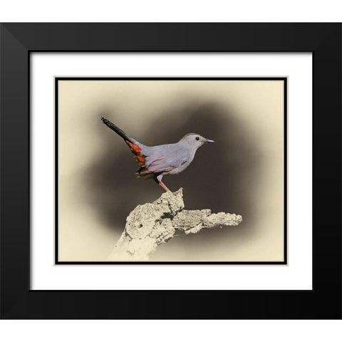 Cat Bird Black Modern Wood Framed Art Print with Double Matting by Brown, Jim