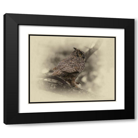 Great Horned Owl Black Modern Wood Framed Art Print with Double Matting by Brown, Jim