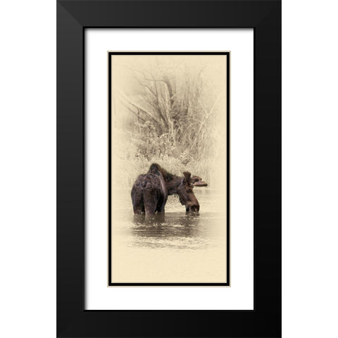 Moose II Black Modern Wood Framed Art Print with Double Matting by Brown, Jim
