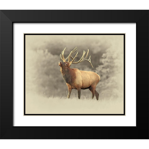 Bull Elk II Black Modern Wood Framed Art Print with Double Matting by Brown, Jim