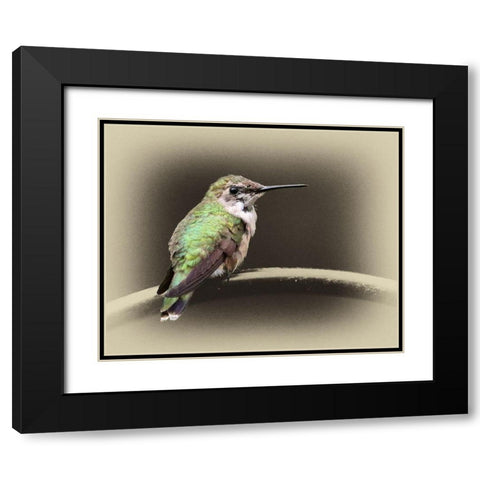 Female Ruby Throated Hummingbird Black Modern Wood Framed Art Print with Double Matting by Brown, Jim