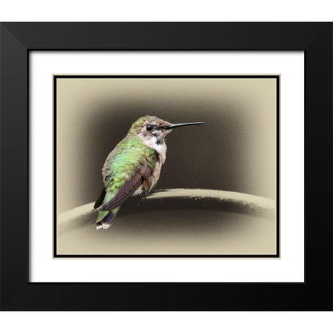 Female Ruby Throated Hummingbird Black Modern Wood Framed Art Print with Double Matting by Brown, Jim