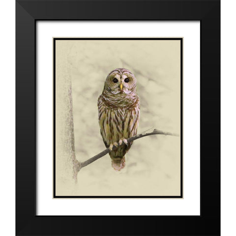 Barred Owl 1 Black Modern Wood Framed Art Print with Double Matting by Brown, Jim