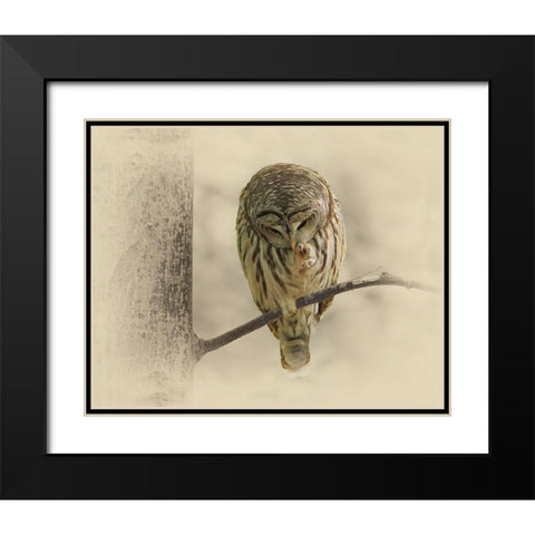 Barred Owl 2 Black Modern Wood Framed Art Print with Double Matting by Brown, Jim