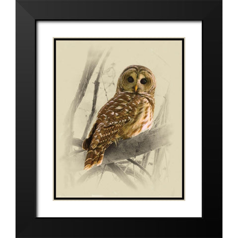 Barred Owl 3 Black Modern Wood Framed Art Print with Double Matting by Brown, Jim