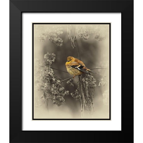 Gold Fiinch Black Modern Wood Framed Art Print with Double Matting by Brown, Jim