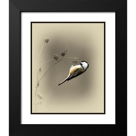 Black Capped Chickadee 2 Black Modern Wood Framed Art Print with Double Matting by Brown, Jim