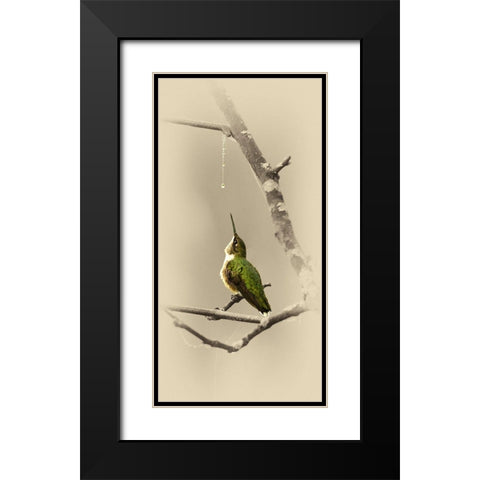 Hummingbird With Dew Drop Black Modern Wood Framed Art Print with Double Matting by Brown, Jim