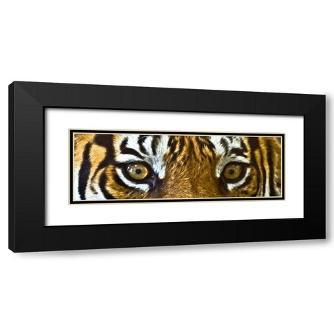 Tiger Eyes Black Modern Wood Framed Art Print with Double Matting by Bolokofsky, Ronald