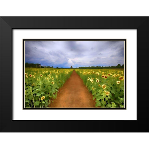 Sunflower Field Black Modern Wood Framed Art Print with Double Matting by Bolokofsky, Ronald