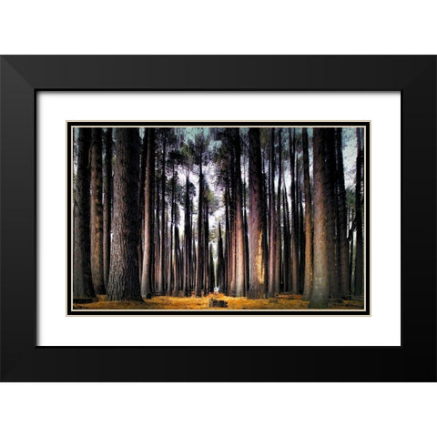 Into the Forest Black Modern Wood Framed Art Print with Double Matting by Bolokofsky, Ronald