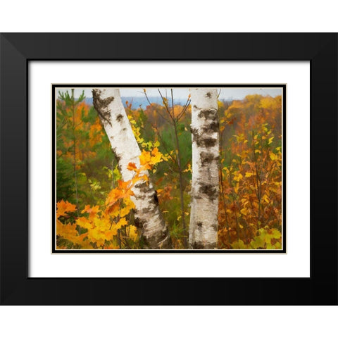 Birch Trees Black Modern Wood Framed Art Print with Double Matting by Bolokofsky, Ronald