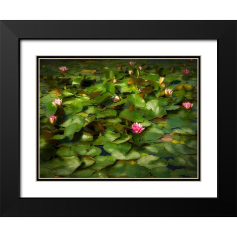 Lily Pads I Black Modern Wood Framed Art Print with Double Matting by Bolokofsky, Ronald