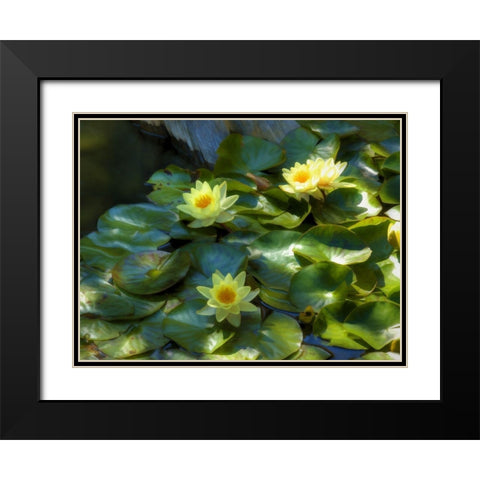 Lily Pads II Black Modern Wood Framed Art Print with Double Matting by Bolokofsky, Ronald