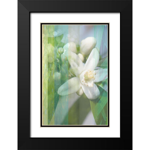 Orange Blossom Black Modern Wood Framed Art Print with Double Matting by Franklin