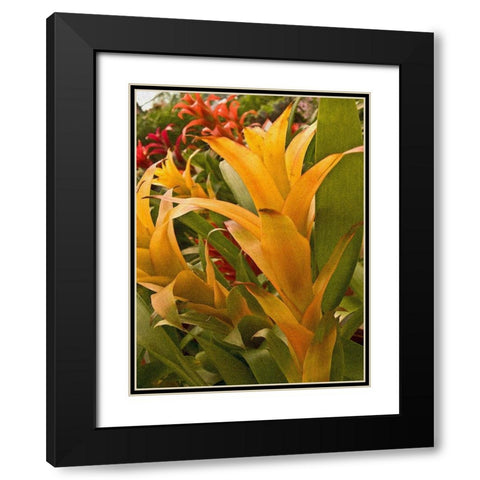Tropical Sunshine I Black Modern Wood Framed Art Print with Double Matting by Simons