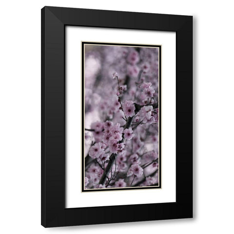 Beautiful Pink 2 Black Modern Wood Framed Art Print with Double Matting by Phillip, Jamie