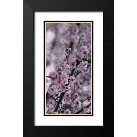 Beautiful Pink 2 Black Modern Wood Framed Art Print with Double Matting by Phillip, Jamie
