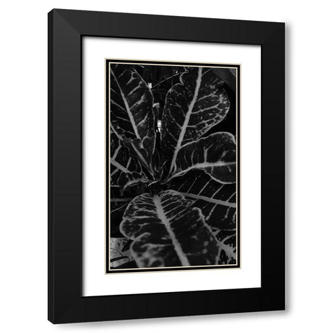 Tropics 2 Black Modern Wood Framed Art Print with Double Matting by Phillip, Jamie