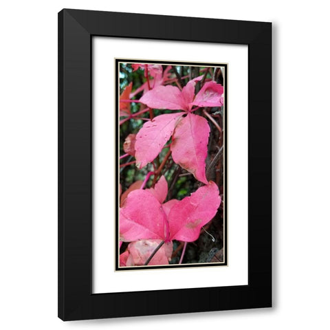 Blending Bloom 1 Black Modern Wood Framed Art Print with Double Matting by Phillip, Jamie