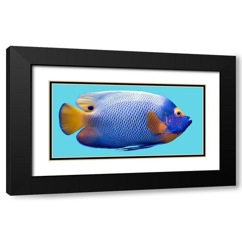 Parrot Fish Black Modern Wood Framed Art Print with Double Matting by Phillip, Jamie
