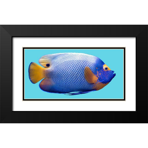 Parrot Fish Black Modern Wood Framed Art Print with Double Matting by Phillip, Jamie