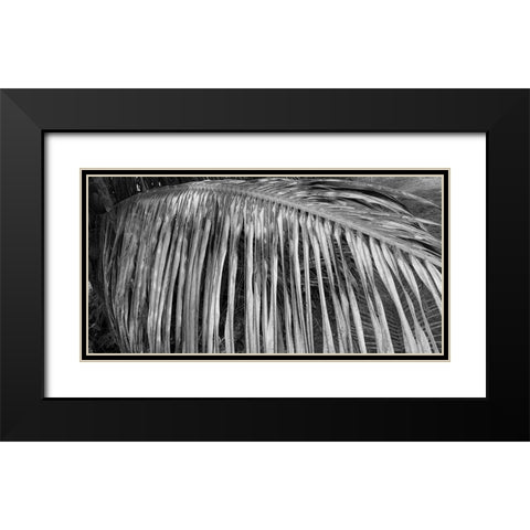 Palm Branch 2 Black Modern Wood Framed Art Print with Double Matting by Phillip, Jamie
