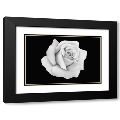 Rose Dust Black Modern Wood Framed Art Print with Double Matting by Phillip, Jamie