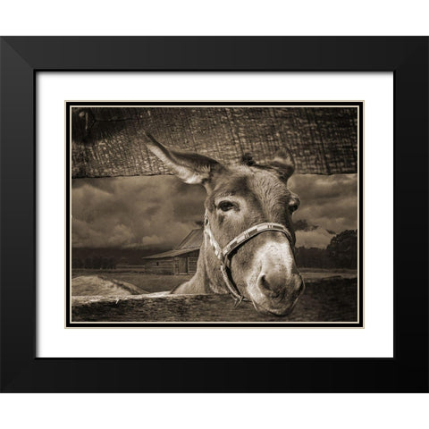 Donkey Black Modern Wood Framed Art Print with Double Matting by Phillip, Jamie