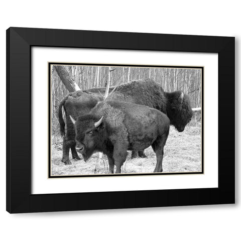Bison Season Black Modern Wood Framed Art Print with Double Matting by Phillip, Jamie