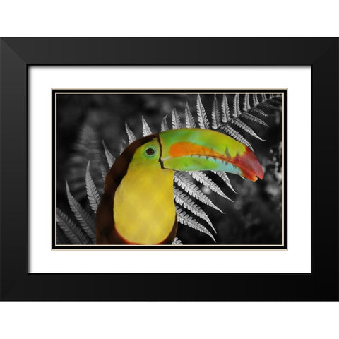 Toucan Black Black Modern Wood Framed Art Print with Double Matting by Phillip, Jamie