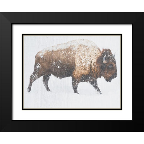 Winter Bison Black Modern Wood Framed Art Print with Double Matting by Phillip, Jamie