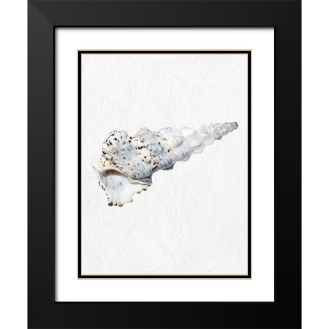 Special Shell 1 Black Modern Wood Framed Art Print with Double Matting by Phillip, Jamie