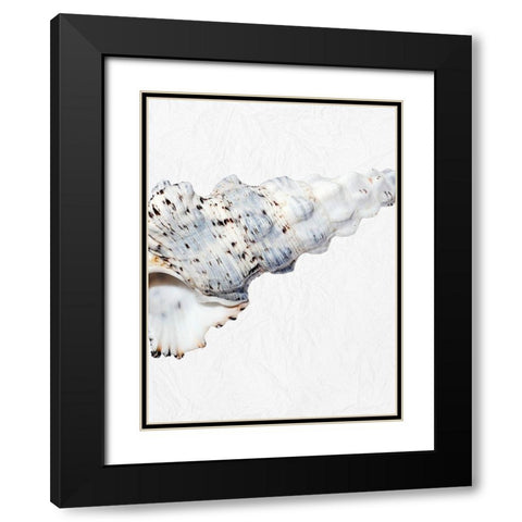 Special Shell 2 Black Modern Wood Framed Art Print with Double Matting by Phillip, Jamie