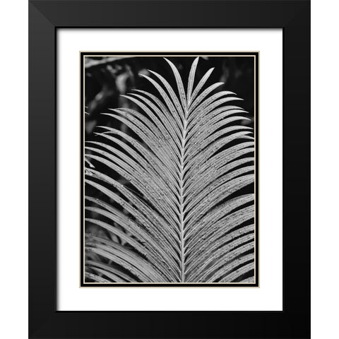 Tropical Palm 2 Black Modern Wood Framed Art Print with Double Matting by Phillip, Jamie