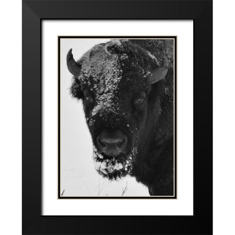 Snow Bison 1 Black Modern Wood Framed Art Print with Double Matting by Phillip, Jamie