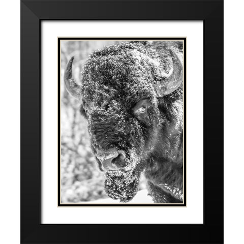 Snow Bison 2 Black Modern Wood Framed Art Print with Double Matting by Phillip, Jamie