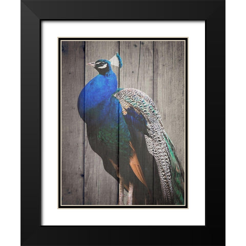 Pecock Black Modern Wood Framed Art Print with Double Matting by Phillip, Jamie