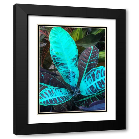 Tropical 1 Black Modern Wood Framed Art Print with Double Matting by Phillip, Jamie