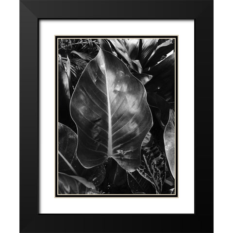 Tropical 8 Black Modern Wood Framed Art Print with Double Matting by Phillip, Jamie