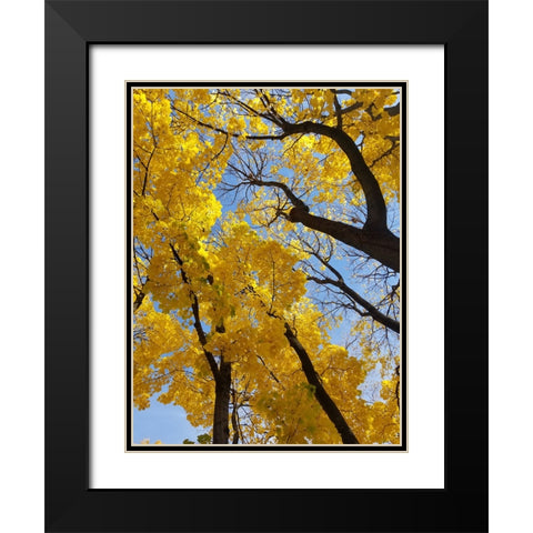 Silent Nature 2 Black Modern Wood Framed Art Print with Double Matting by Phillip, Jamie