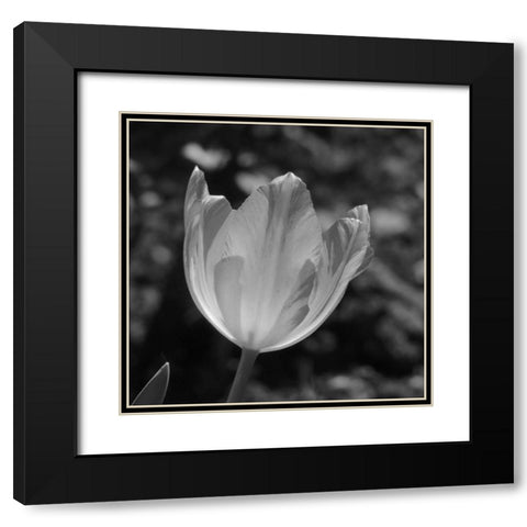 Tulip BW 2 Black Modern Wood Framed Art Print with Double Matting by Phillip, Jamie