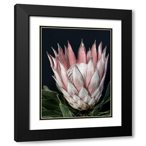 King of Flowers Black Modern Wood Framed Art Print with Double Matting by Urban Road