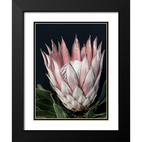 King of Flowers Black Modern Wood Framed Art Print with Double Matting by Urban Road