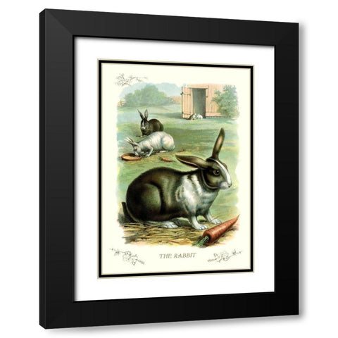 The Rabbit, 1900 Black Modern Wood Framed Art Print with Double Matting by Unknown