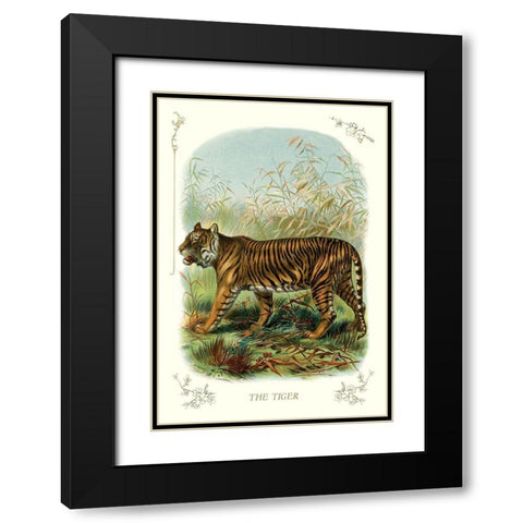 The Tiger, 1900 Black Modern Wood Framed Art Print with Double Matting by Unknown