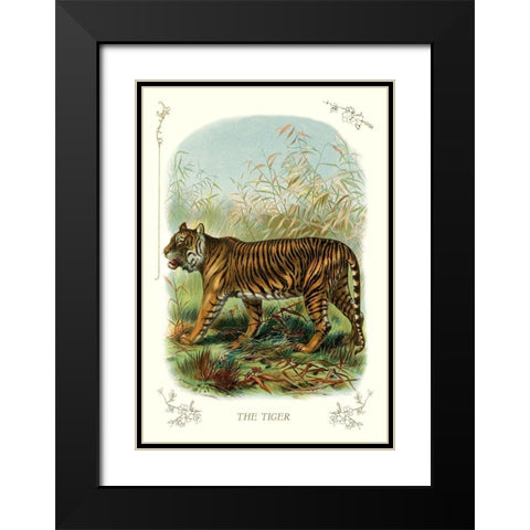 The Tiger, 1900 Black Modern Wood Framed Art Print with Double Matting by Unknown
