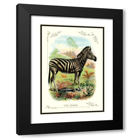 The Zebra, 1900 Black Modern Wood Framed Art Print with Double Matting by Unknown